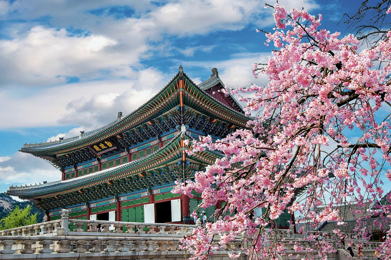 Palace and cherry blossoms in South Korea